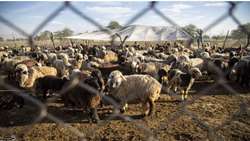  واکسیناسیون رایگان دام بومی، صنعتی و طیور در استان بوشهر 